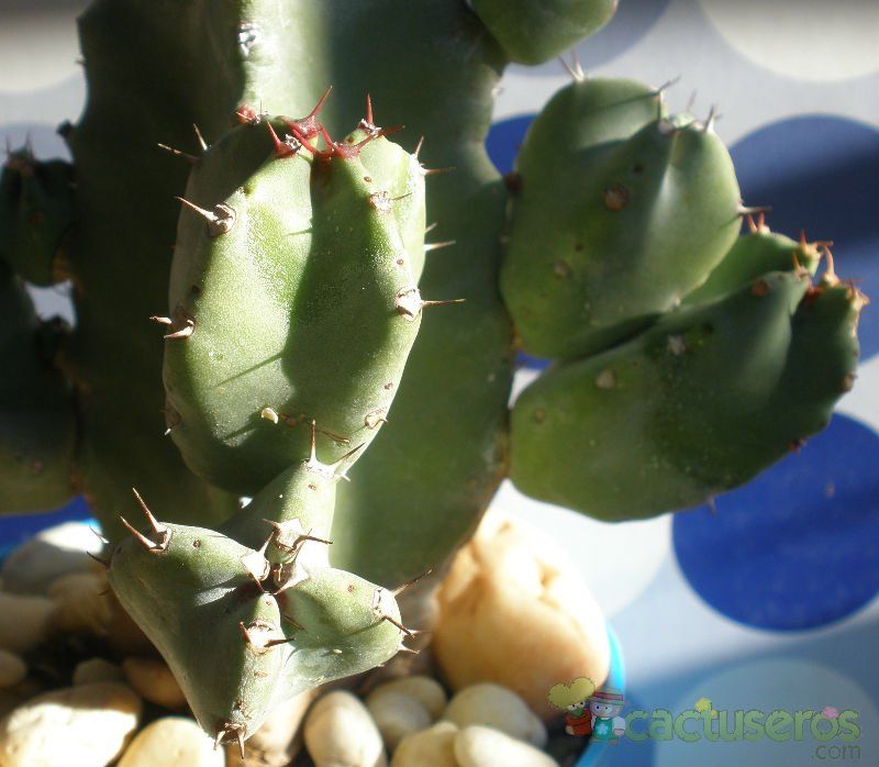A photo of Euphorbia resinifera