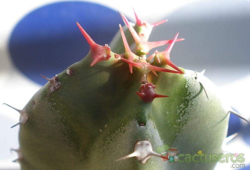 A photo of Euphorbia resinifera