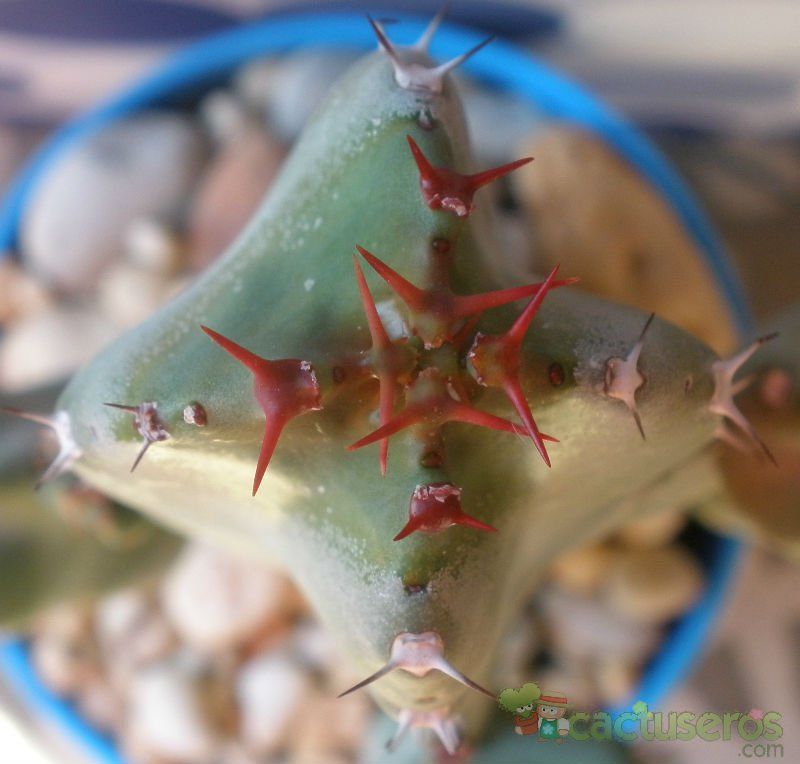 A photo of Euphorbia resinifera