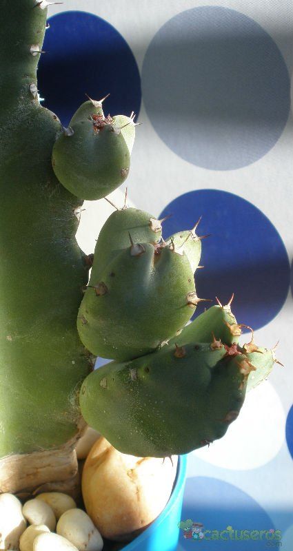 A photo of Euphorbia resinifera