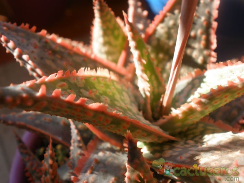 Una foto de Aloe cv. donnie