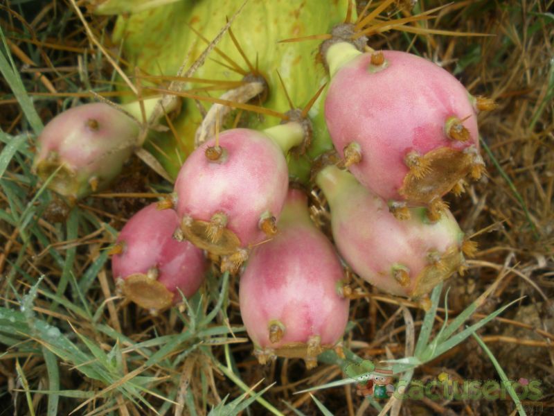 Una foto de Opuntia dillenii