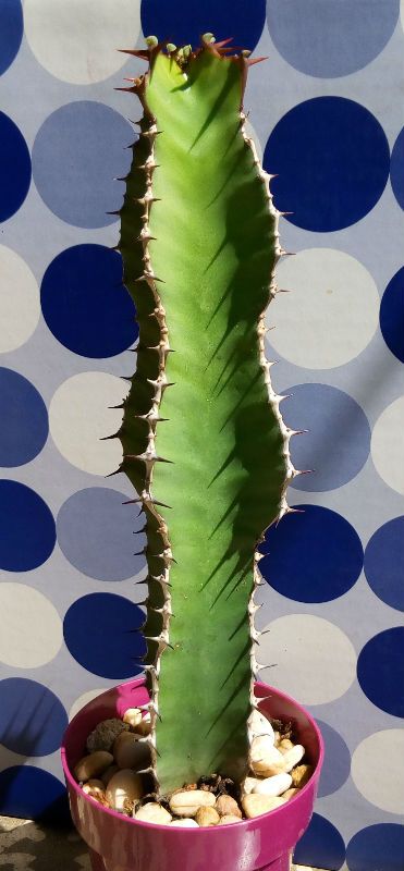 Una foto de Euphorbia cooperi 