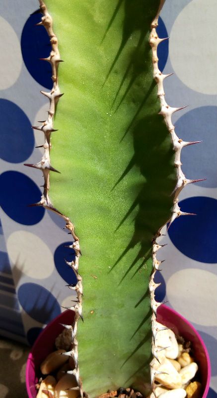 A photo of Euphorbia cooperi 