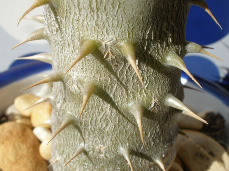 Una foto de Pachypodium horombense  
