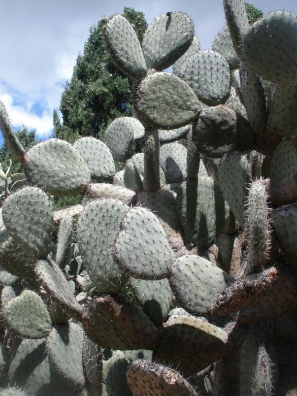 A photo of Opuntia streptacantha