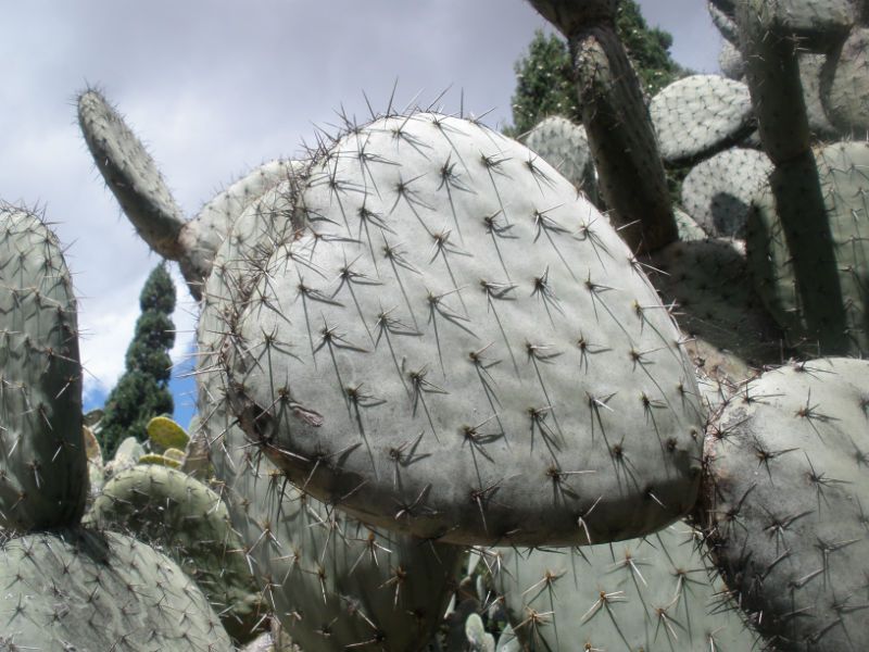 A photo of Opuntia streptacantha