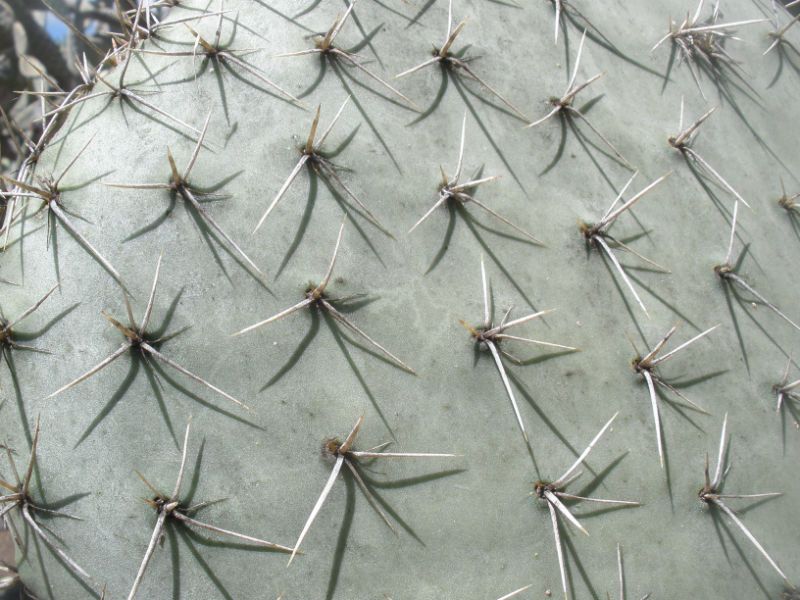 A photo of Opuntia streptacantha