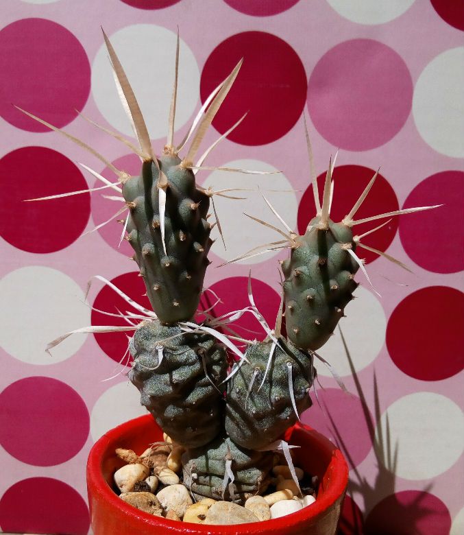 A photo of Tephrocactus articulatus fma. papyracanthus