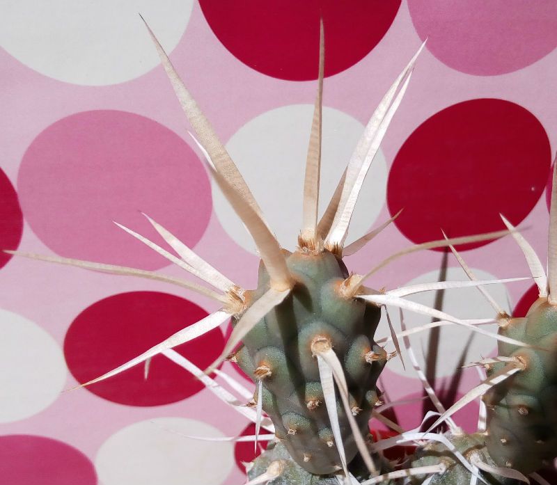 A photo of Tephrocactus articulatus fma. papyracanthus