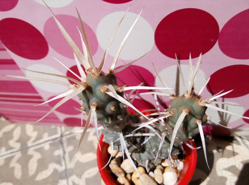A photo of Tephrocactus articulatus fma. papyracanthus
