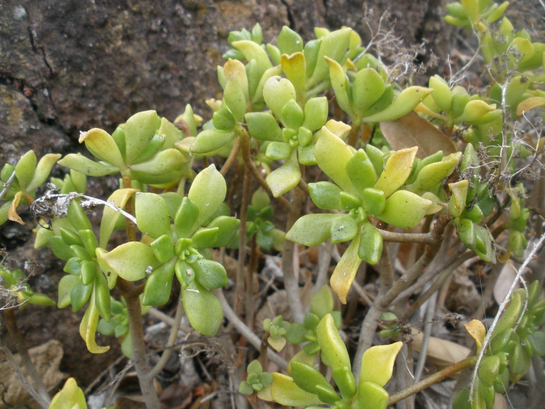 Una foto de Aeonium lindleyi var. viscatum