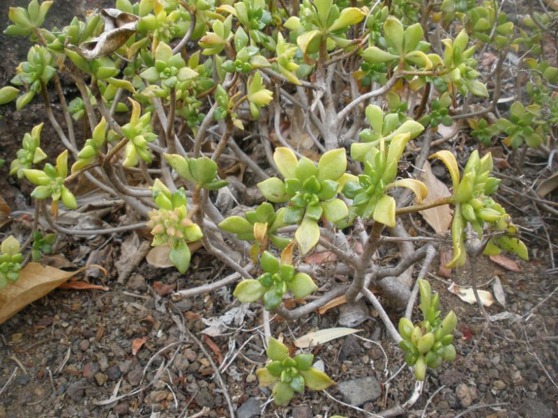 Una foto de Aeonium lindleyi var. viscatum
