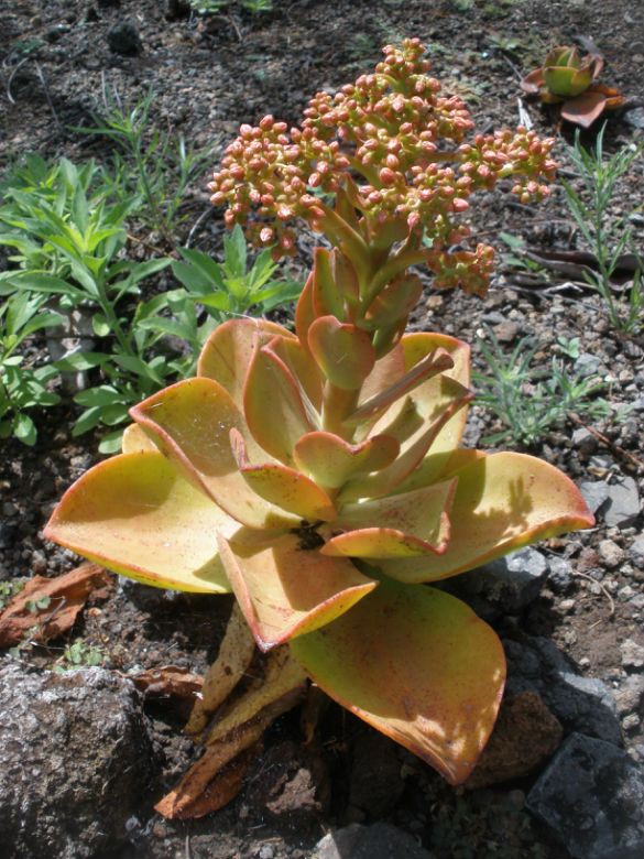 A photo of Aeonium nobile  