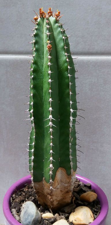 A photo of Euphorbia officinarum subsp. echinus