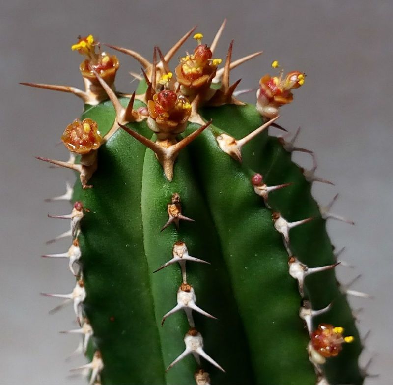 Una foto de Euphorbia officinarum subsp. echinus