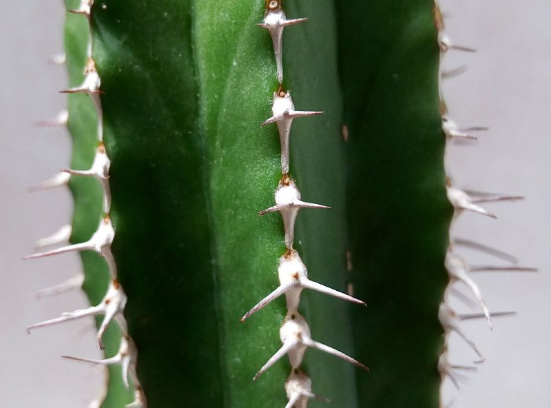 Una foto de Euphorbia officinarum subsp. echinus