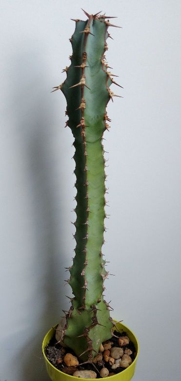 Una foto de Euphorbia caerulescens