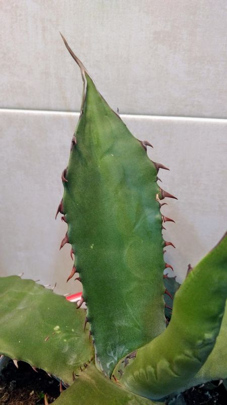 A photo of Agave salmiana var. ferox
