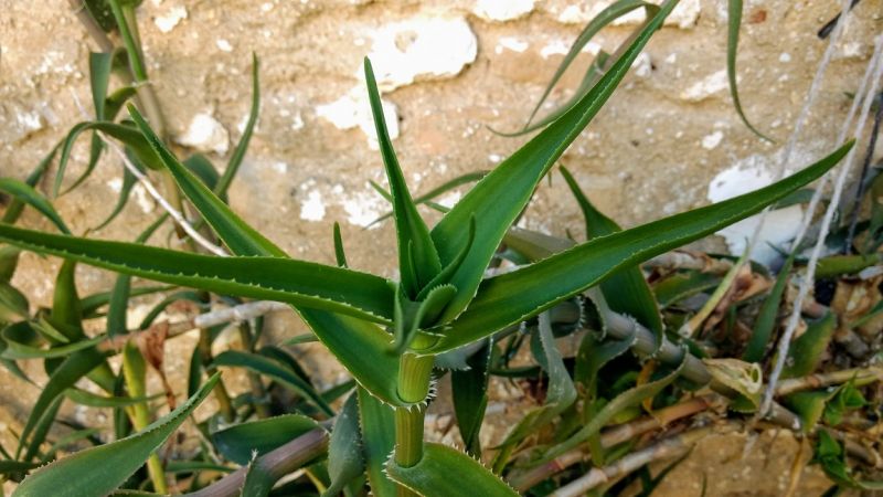 Una foto de Aloe ciliaris