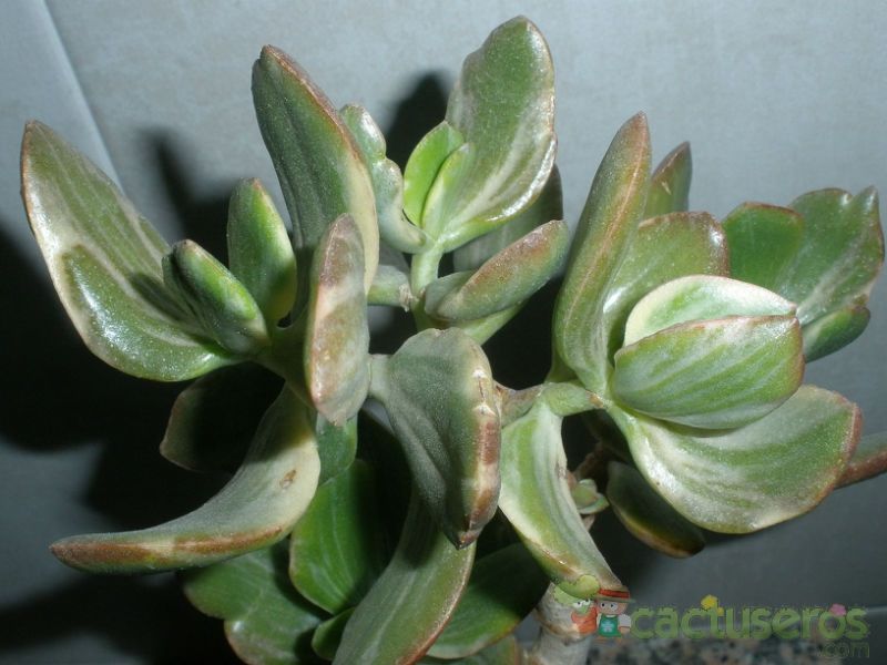 Una foto de Crassula ovata fma. variegada