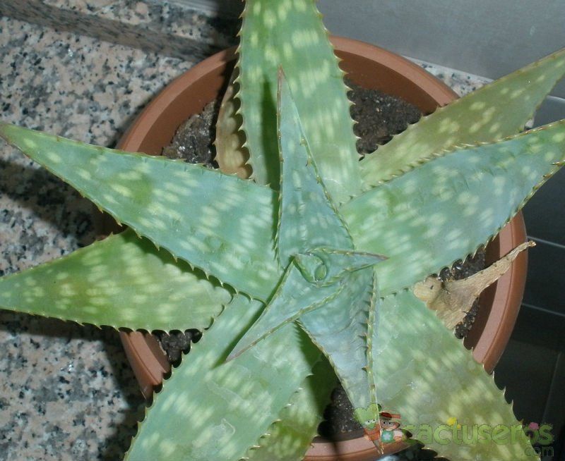 Una foto de Aloe maculata