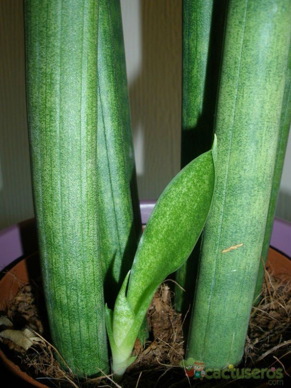 Una foto de Sansevieria cylindrica