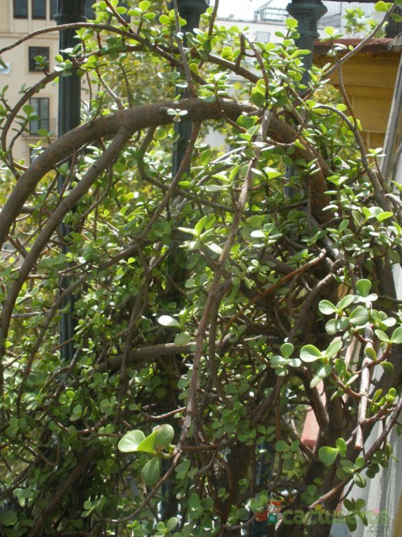 A photo of Portulacaria afra