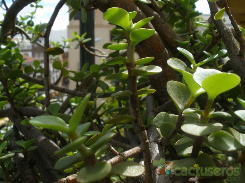 A photo of Portulacaria afra