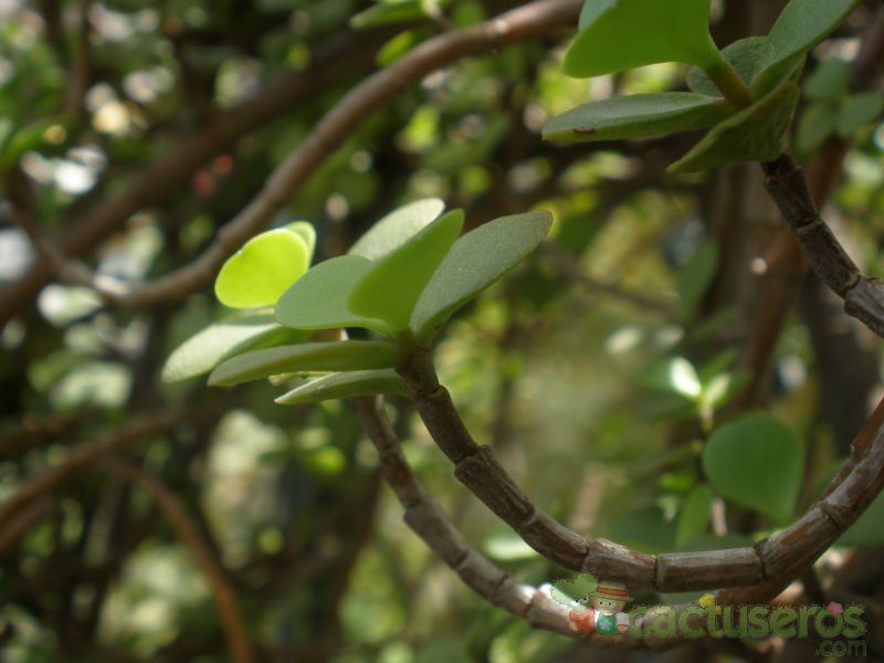 A photo of Portulacaria afra
