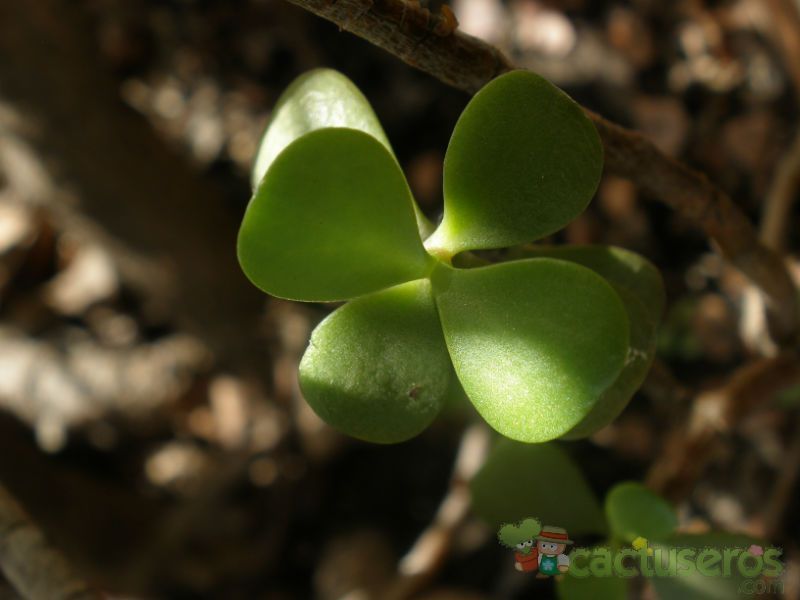 A photo of Portulacaria afra