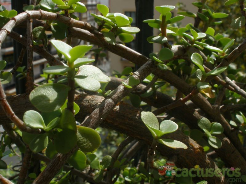 A photo of Portulacaria afra