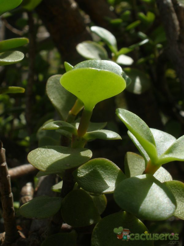 A photo of Portulacaria afra