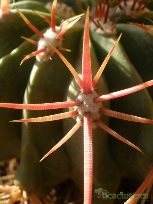 Una foto de Ferocactus macrodiscus