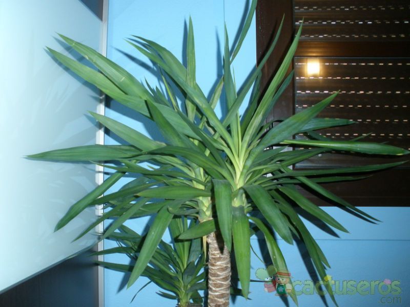 A photo of Yucca gigantea