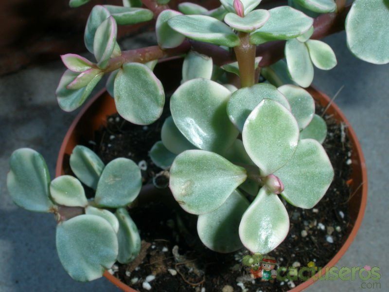 A photo of Portulacaria afra fma. variegada