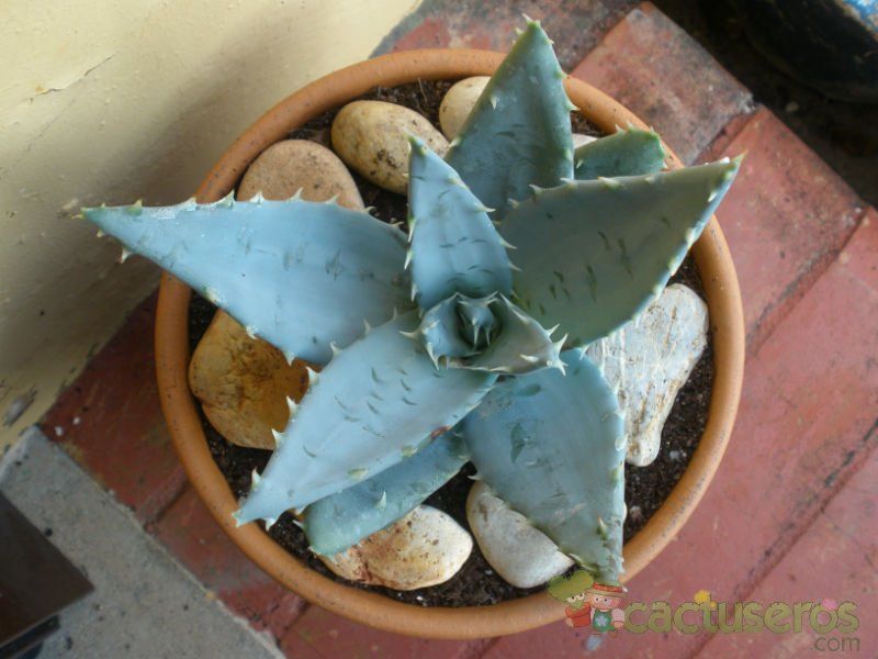 Una foto de Aloe peglerae  