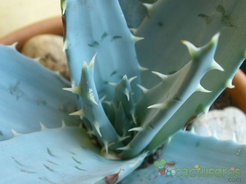 A photo of Aloe peglerae  