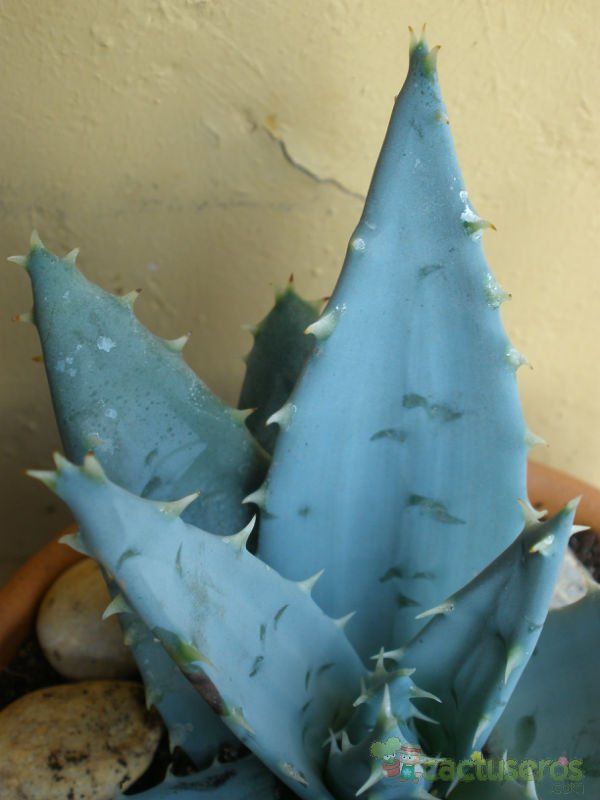 Una foto de Aloe peglerae  