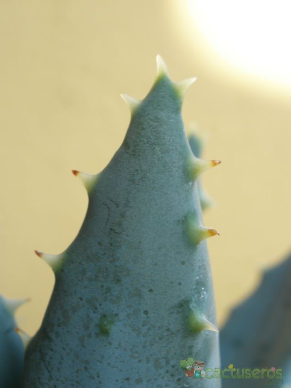 A photo of Aloe peglerae  