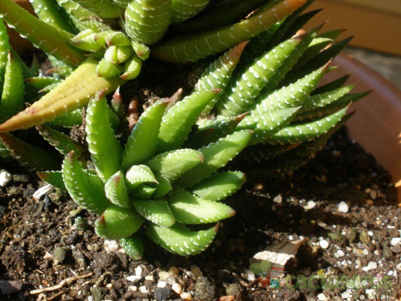 Una foto de Haworthia fasciata