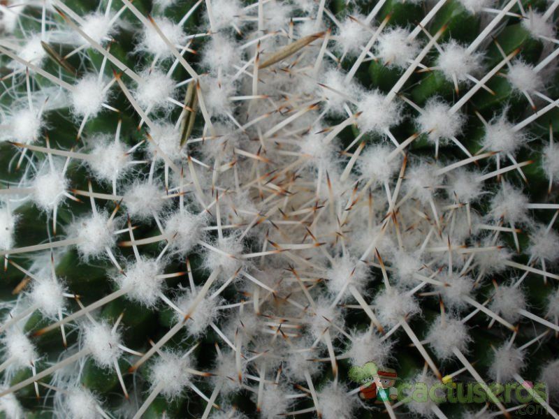 Una foto de Mammillaria karwinskiana subsp. karwinskiana
