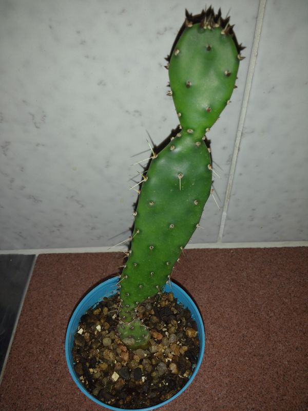 Foto de un cactus que se está identificando actualmente