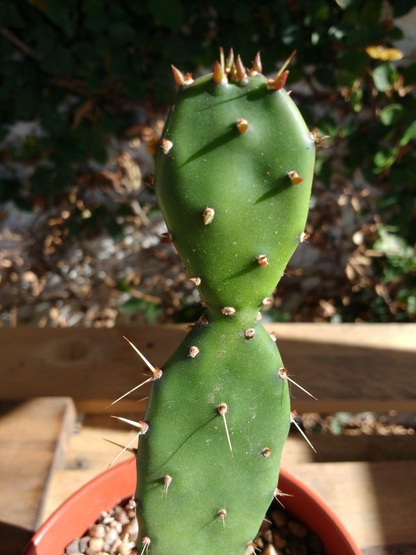 Foto de un cactus que se está identificando actualmente