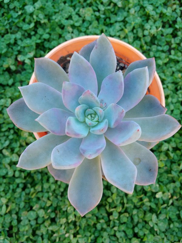 A photo of Graptoveria cv. Debbie