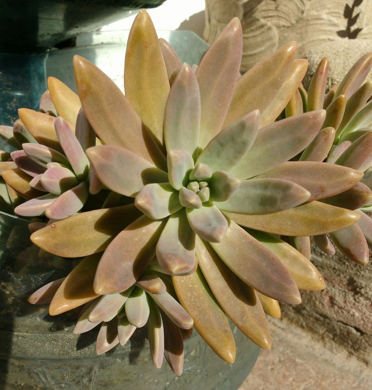 A photo of Graptosedum cv. Francesco Baldi