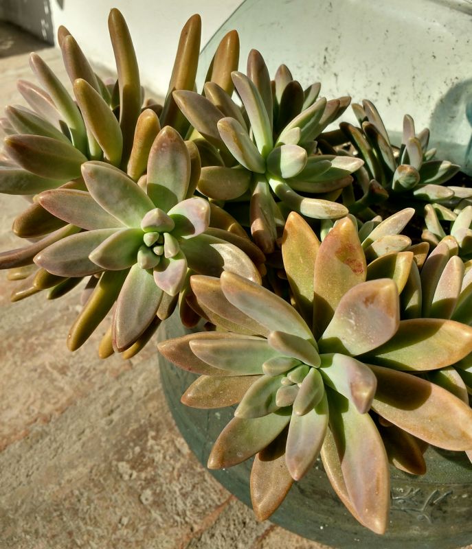 A photo of Graptosedum cv. Francesco Baldi