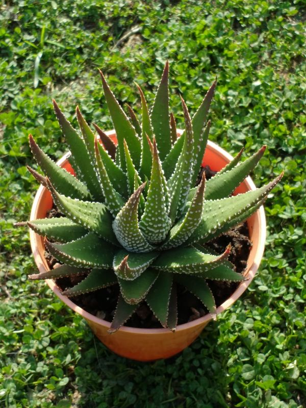 A photo of Haworthia attenuata