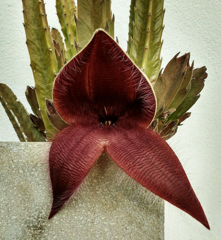 A photo of Stapelia grandiflora