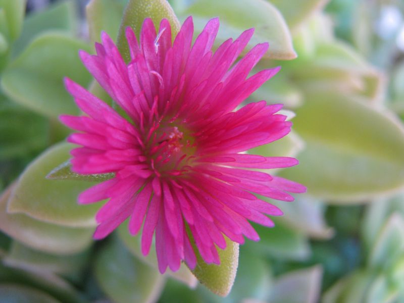 A photo of Mesembryanthemum cordifolium